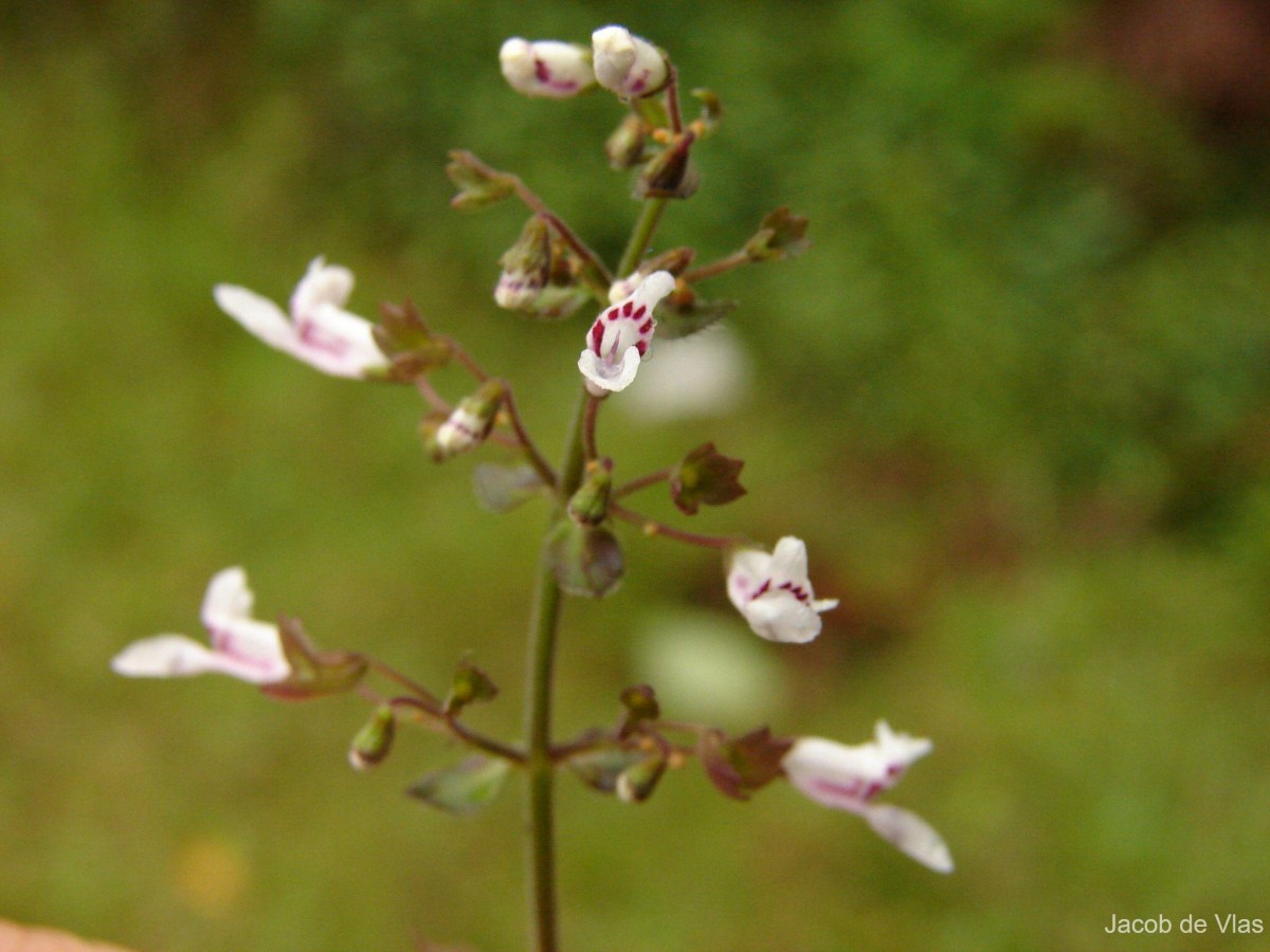 Isodon nigrescens (Benth.) H.Hara